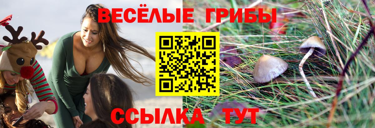 Галлюциногенные грибы Psilocybine cubensis Железноводск